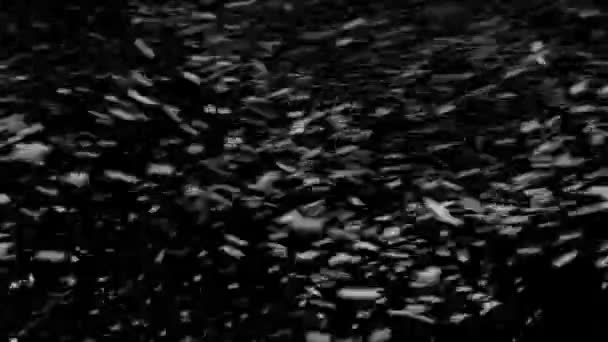 Neige véritable, neige tombante isolée sur fond noir en 4K à utiliser pour composer, motion graphics. — Video