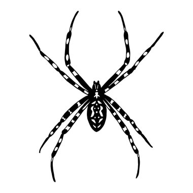 Siyah ve Beyaz örümcek Illustration. Argiope bruennichi.
