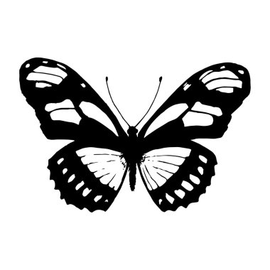 Vektör kelebek. Siyah kelebek