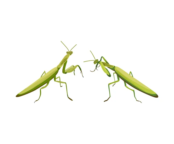 Vectorillustratie van twee praying mantis strijden — Stockvector