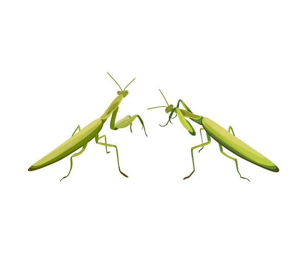 Vektor illustration av två praying mantis kämpar — Stock vektor