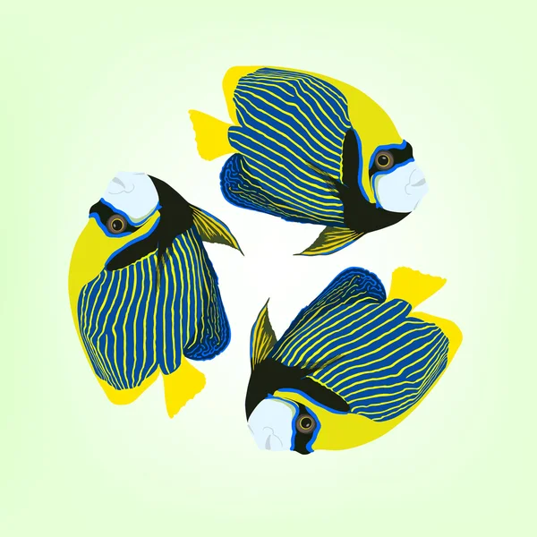 Pomacanthus imperator. Three swimming fish. Vector fish - Stok Vektor