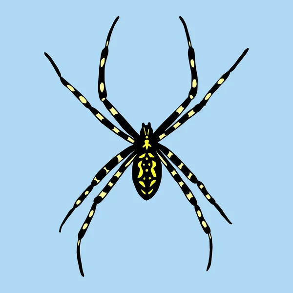 Örümcek vektör Illustration. Argiope bruennichi — Stok Vektör