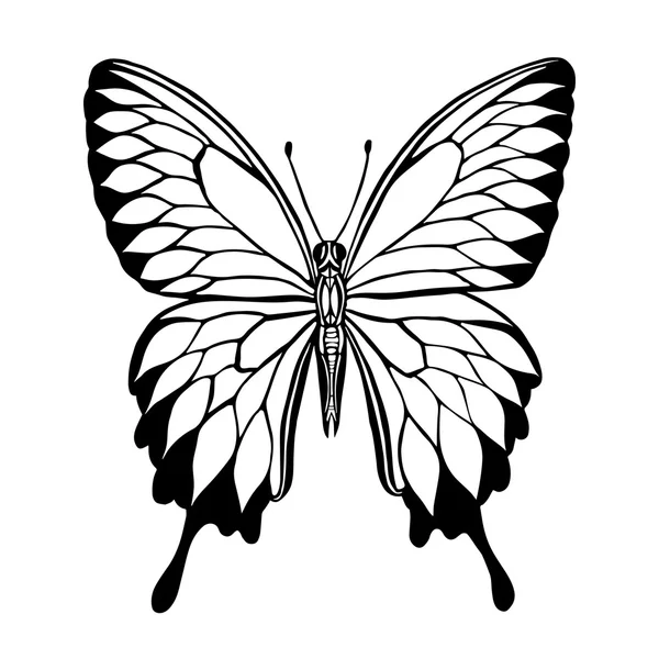 Vector butterfly.Illustration of black and white butterfly. — Stock Vector