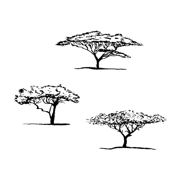Akasya ağacının siluet vektör. Afrika ağacı seti.