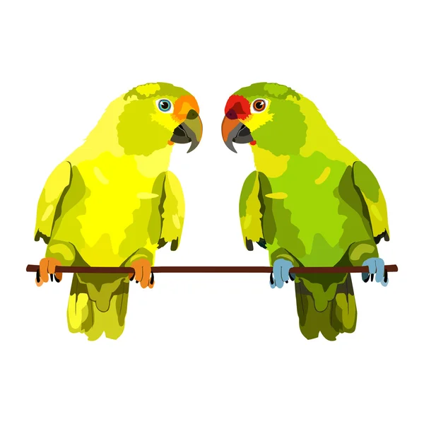 Ilustración de vector de dos loros. Periquito de vector — Vector de stock