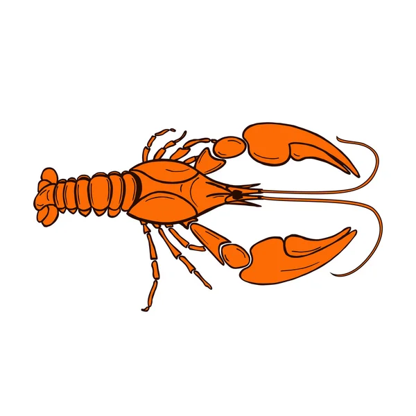 Crawfish vector illustration of orange cancer - Stok Vektor