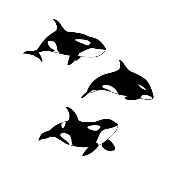 Vektorová Ilustrace Ručně Kreslené Velryby Zabijácké Mořské Zvíře Orcinus Orca — Stockový vektor
