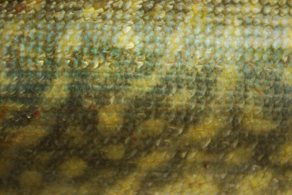 Риб Ячий Лускатий Фон Масштаби Фону Щуки — стокове фото