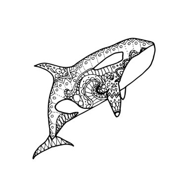 Vector illustration of hand drawn patterned killer whale. Doodle Orca. Coloring page book