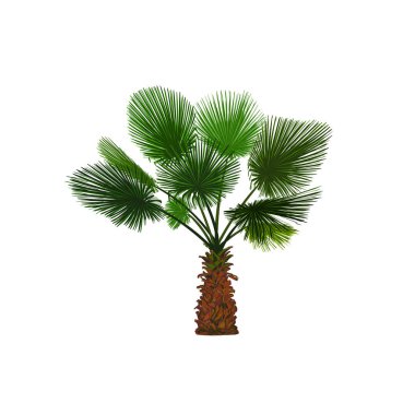 Vector illustration of color fun palm. Tropical palm tree
