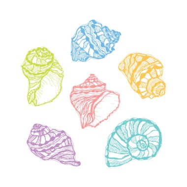 Renkli deniz kabuğu seti. Karalamaların el çizimi yumuşakça deniz kabukları.