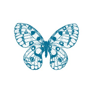 Vektör el beyaz arka plana mavi kelebek çizdi. Parnassius apollo kelebeği