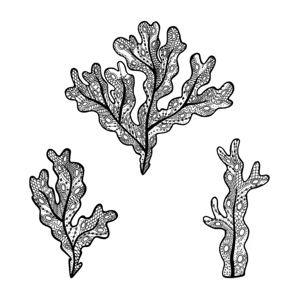Vektorillustration Von Handgezeichneten Algen Fucus Algen Malbuch Zendala Für Entspannung — Stockvektor
