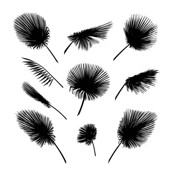 Vector Palm Leaves Set Exotic Palm Leaf Silhouette — Image vectorielle