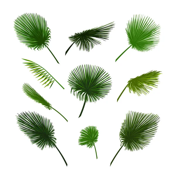 Vector Palm Leaves Set Exotic Palm Leaf — Image vectorielle
