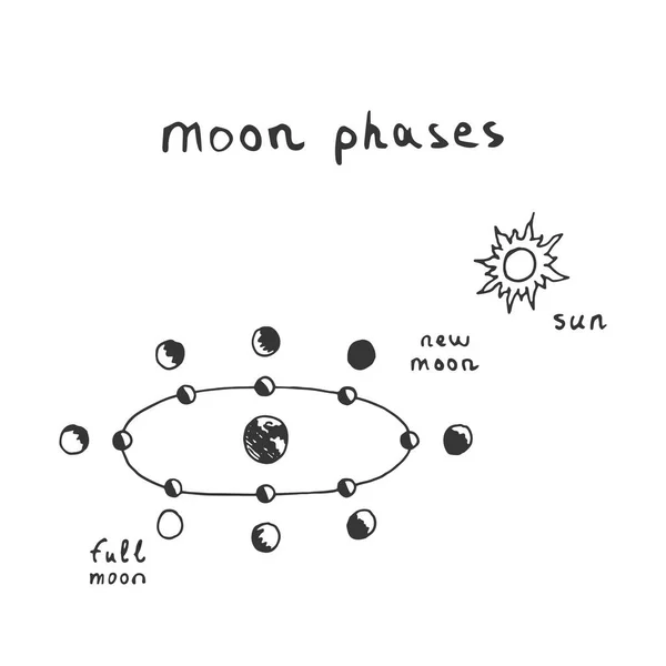 Vector Hand Drawn Moon Phases Scheme Sketch Lunar Phases — Stock Vector