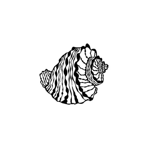 Żółw Morski Ręcznie Rysowane Ilustracje Szkiców Muszli Morskich Mięczaków — Wektor stockowy