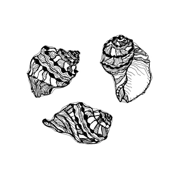 Vector Seashell Set Hand Drawn Illustration Sketches Mollusk Sea Shells — Vetor de Stock