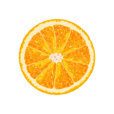 Portakal dilimi. Turunçgillerin çizimi