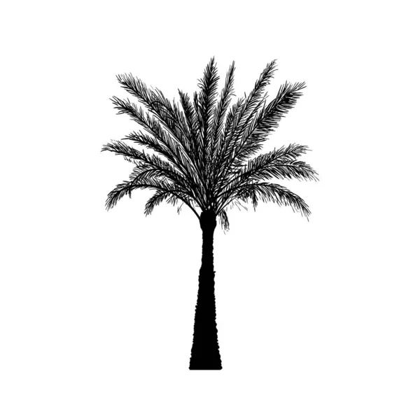 Vector Sketch Palm Tree Hand Drawn Silhouette Date Palm — Stock Vector