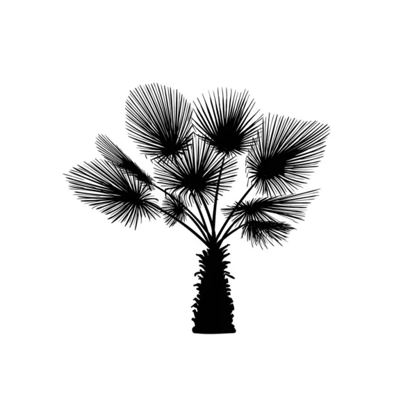 Croquis Vectoriel Palmier Silhouette Dessinée Main Palmier — Image vectorielle