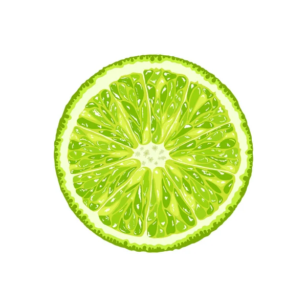 Vectorlimoenschijfje Illustratie Van Citrusvruchten — Stockvector