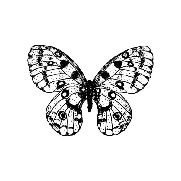 Εικονογράφηση Διάνυσμα Του Χέρι Σχέδιο Πεταλούδα Parnassius Apollo — Διανυσματικό Αρχείο