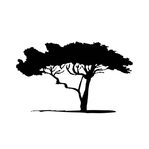 Akasya ağacının vektör silueti. Afrika bitkisi