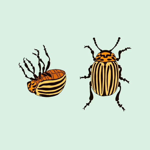 Escarabajo Patata Vector Colorado Leptinotarsa Decemlineata — Archivo Imágenes Vectoriales