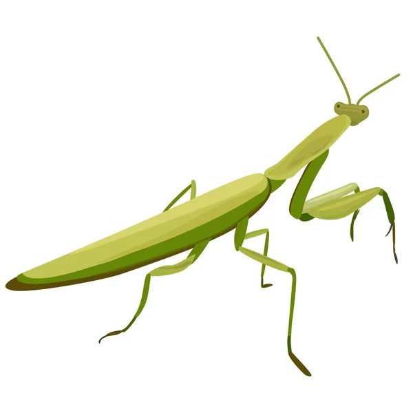 Illustration Mantis Sur Fond Blanc — Image vectorielle