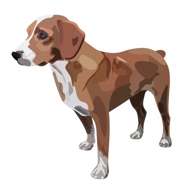 Illustration de chien sur fond blanc — Image vectorielle