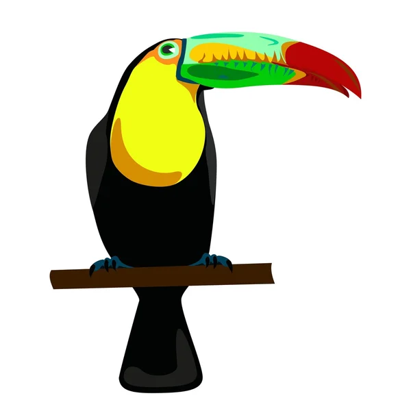 Toucan illustration on white background — Stock Vector