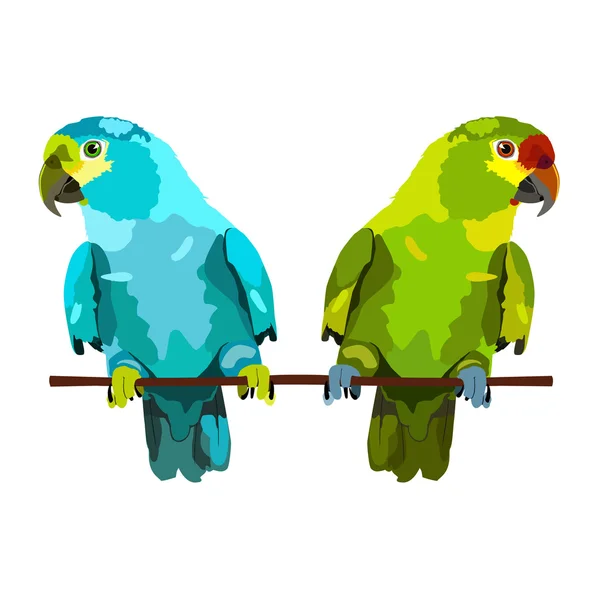 Illustration of two parrots on white background — Stock Vector