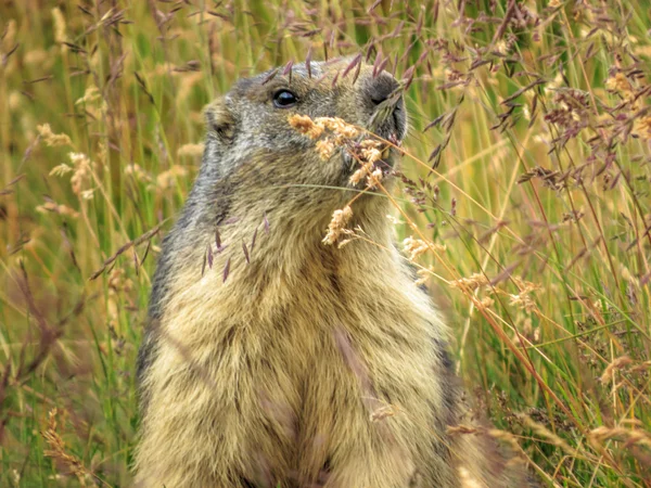 Marmot alpen (Marmota marmota) — Stok Foto