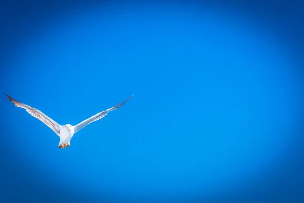 Seagull blue sky background — Stock Photo, Image