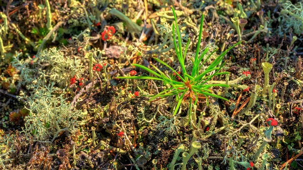 Little pine on a Taiga's ground. — Stock Photo, Image