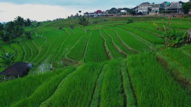 Kırsal alanda yemyeşil pirinç terasları tepeler boyunca uzanıyor. Küçük kulübeler ve uzak evler sakin bir kır manzarası yaratıyor. Bulutlu gökyüzü sakin bir ortam ekler..