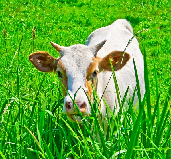 Carino giovane mucca — Foto Stock