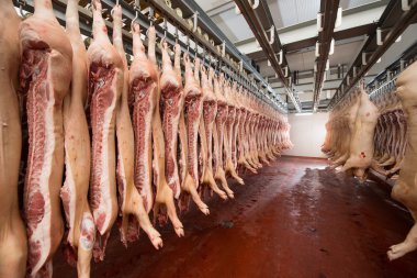 Bir fabrikada kıyılmış domuz