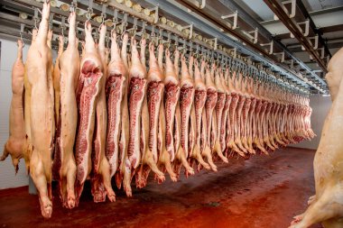 Bir fabrikada kıyılmış domuz