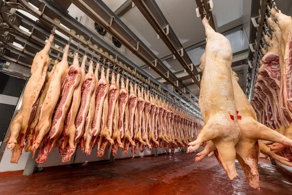 공장에서 다진된 돼지 — 스톡 사진