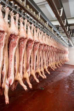 Bir fabrikada kıyılmış domuz