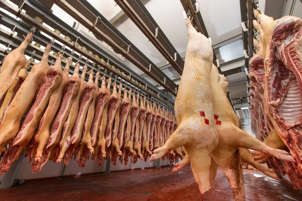 Bir fabrikada kıyılmış domuz — Stok fotoğraf
