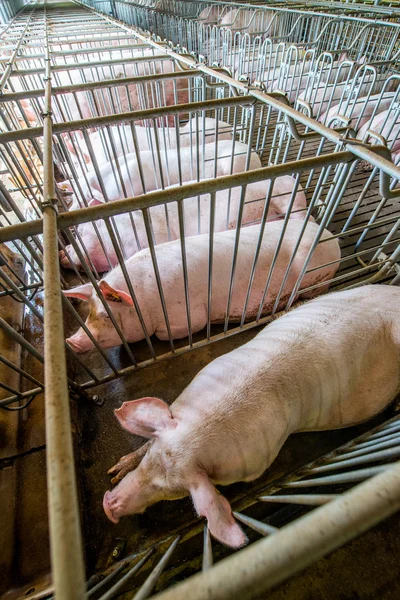 Porcos em uma fábrica — Fotografia de Stock