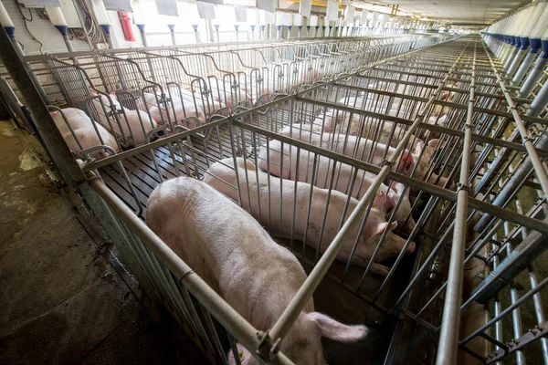 Pigs at a factory — Stock Photo, Image
