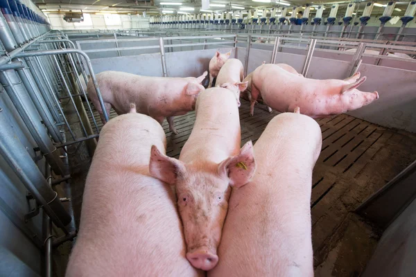 Schwein in Fabrik — Stockfoto