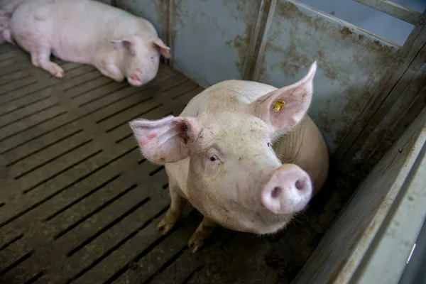 공장에서 돼지 — 스톡 사진