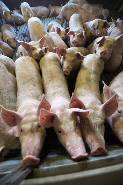 Pig at factory — Stock Photo, Image