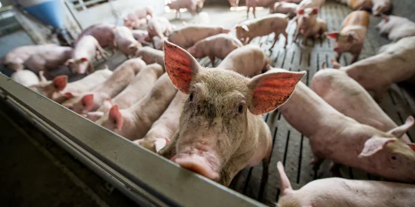 Schwein in Fabrik — Stockfoto